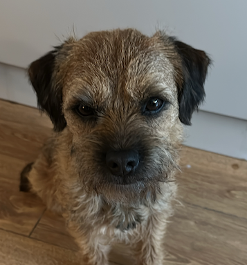 Dog Grooming Cambridgeshire