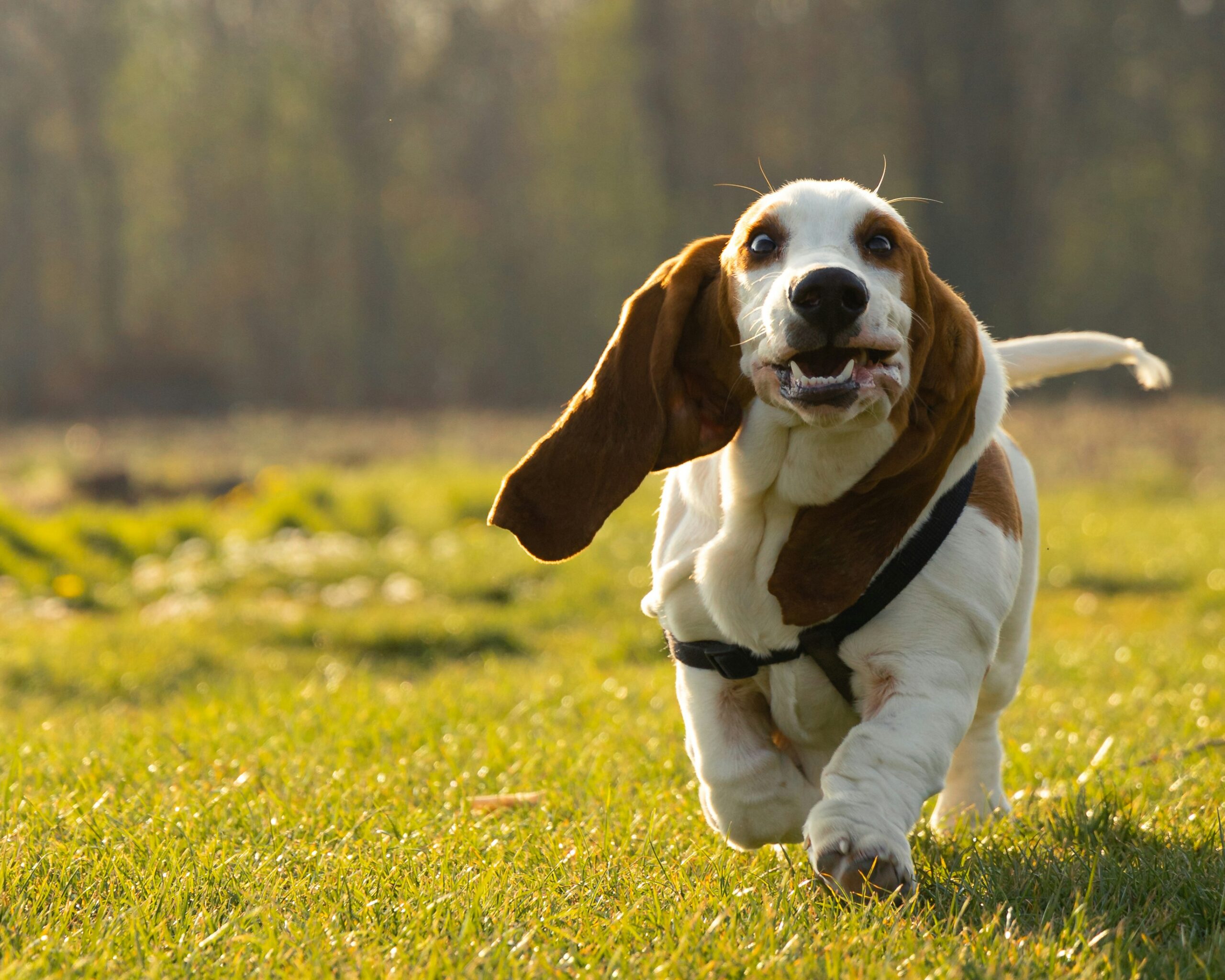 St Neots Dog Groomers