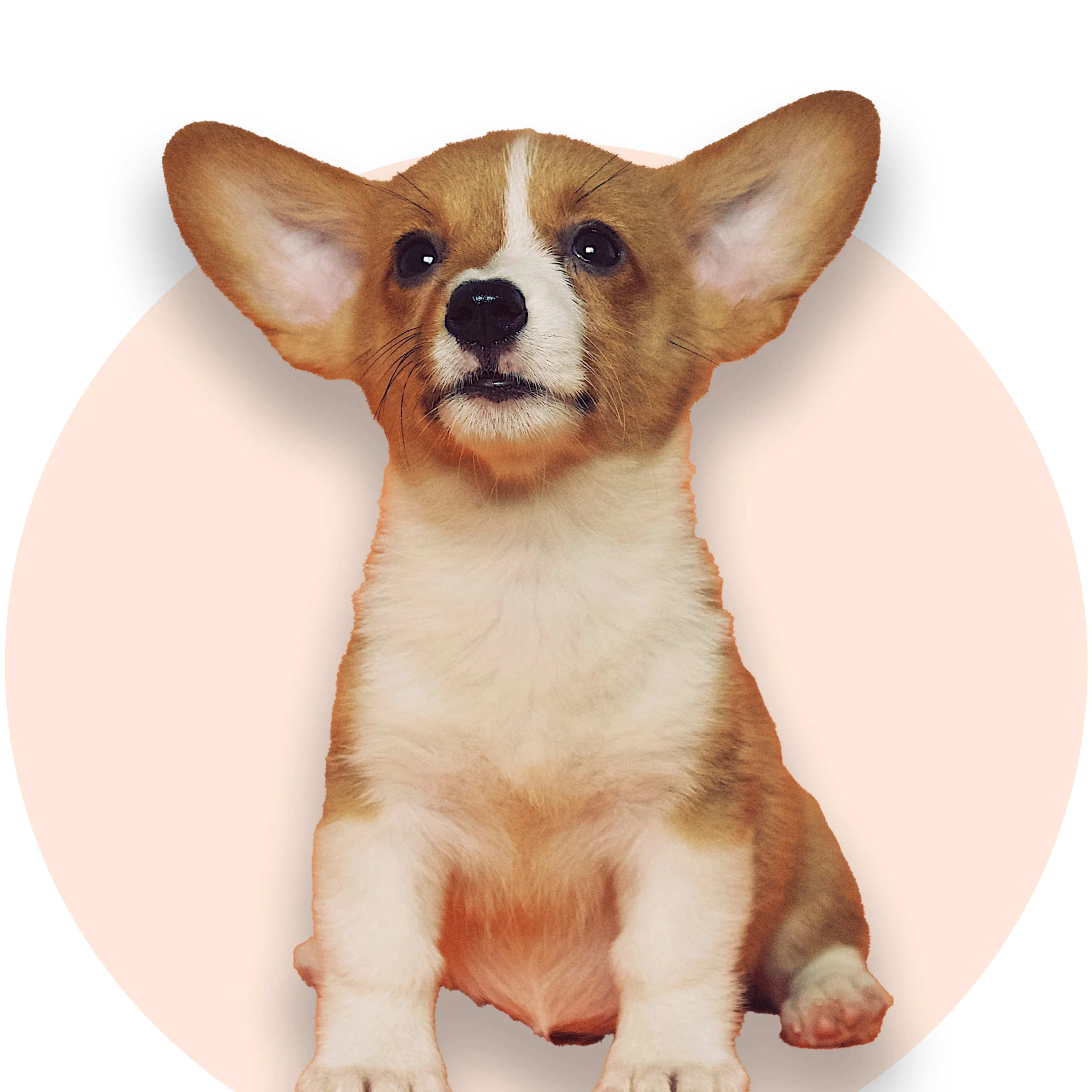 St Neots Dog Groomers